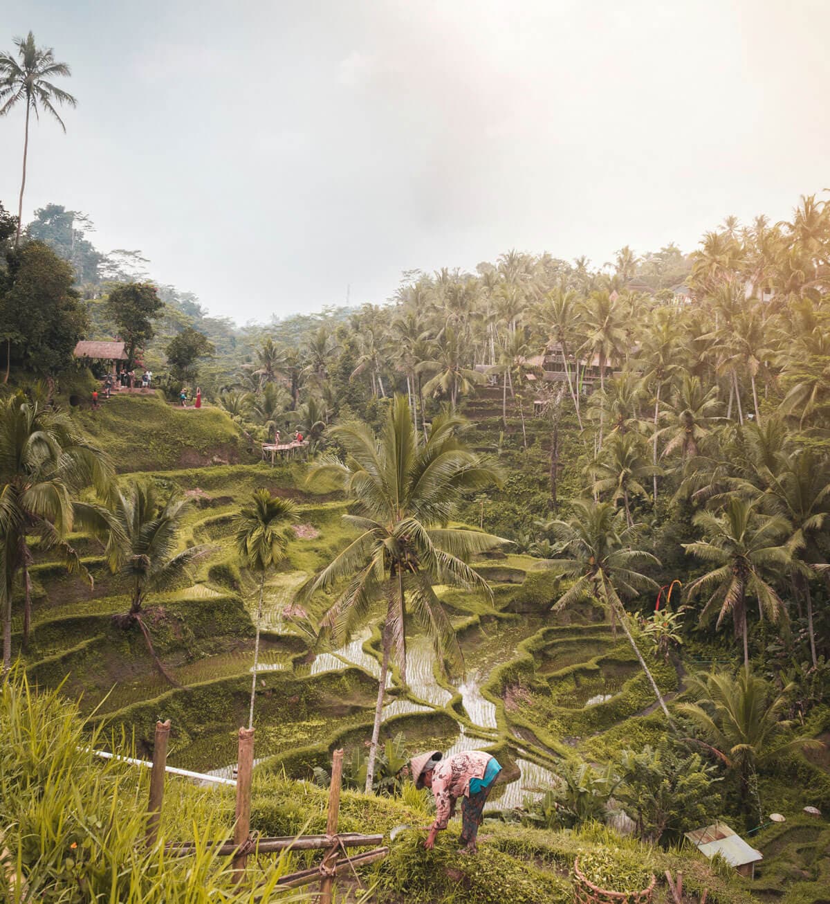 Ubud Tour